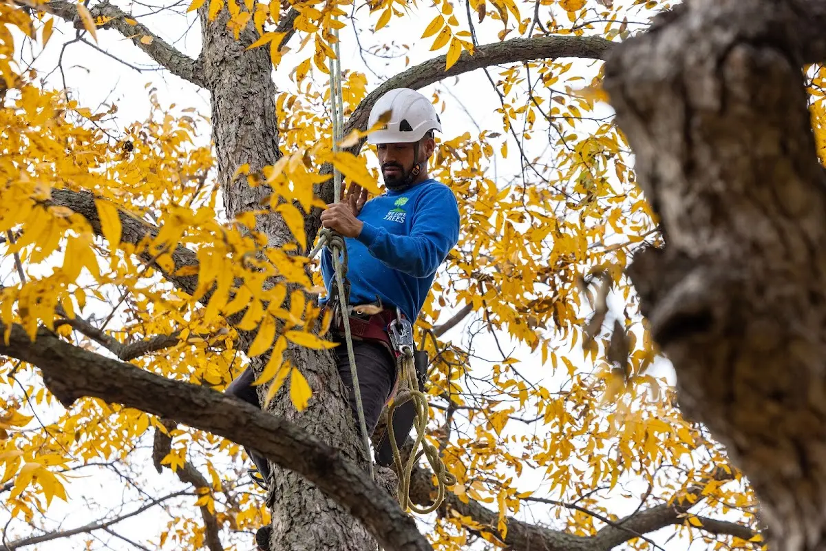 Skilled Tree Pruning crew working in Grant
